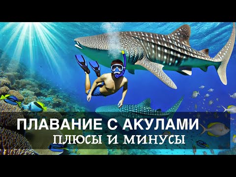 Видео: Плавание с самыми большими рыбами в мире: китовые акулы мифы и реальность подводного путешетвия