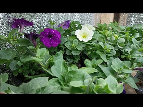Видео: Черенки вегетивных петуний и др. цветов в реализации. Тульская область.