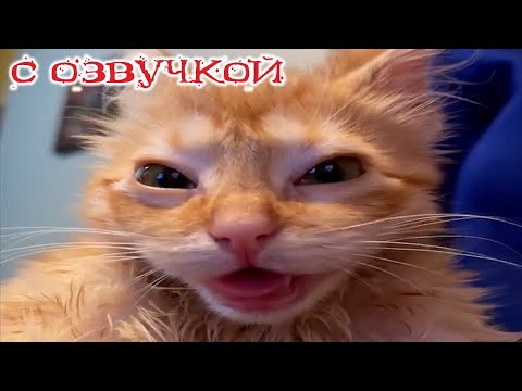 Видео: Приколы с котами! С озвучкой! СМЕШНОЕ ВИДЕО ПРО КОТОВ! ВЕСЁЛЫЕ СМЕШНЫЕ ЖИВОТНЫЕ!