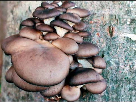 Видео: Отглеждане на гъби, гъба  кладница върху пън