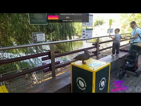 Видео: !1080 !ДОНАТ !КЛИП ГУЛЯЕМ В МОСКОВСКОМ ЗООПАРКЕ!!!  ТОКСИКА