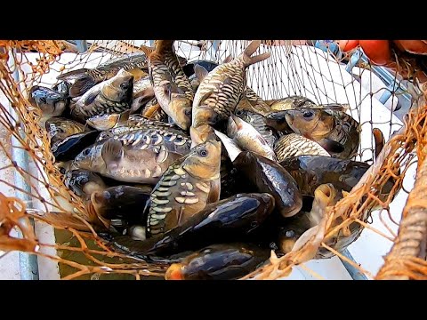 Видео: Очередное ЗАРЫБЛЕНИЕ Водоёма "3-й Алчадат" Красновым В.Ф!#РакиFISHINGPRO #рыбалка