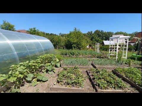 Видео: Мой сад огород на 8 сотках 20 июня 2021 г.