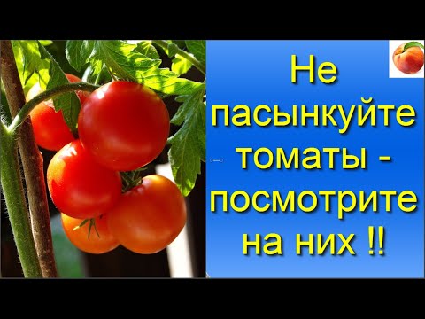 Видео: Томаты Не пасынкуйте томаты  Посмотрите на них Больше урожай помидор! Tomato июль