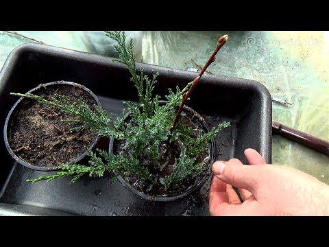 Видео: КАК ВЫРАЩИВАТЬ РАСТЕНИЯ ИЗ ЧЕРЕНКОВ? | Размножение Кипариса - можжевельника