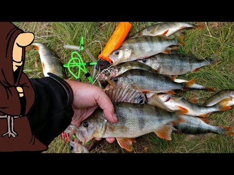 Видео: Надолбили Окуней на рыбалке в Июне на реке Сок Самарской области