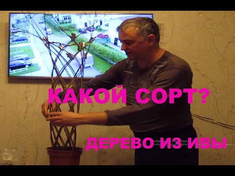 Видео: ПАВИВА Как сплести плетёное дерево из ивы. Какой прут подходит для плетения живого дерева , сорта.