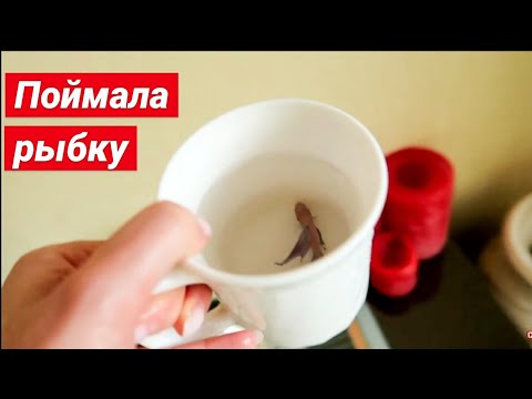 Видео: МЕНЯЮ ВОДУ У РЫБКИ ПЕТУШКА || ЧИСТКА КРУГЛОГО АКВАРИУМА