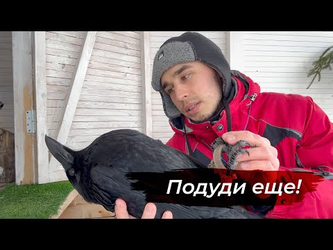 Видео: Музыка для ворона.  Занятия с Гошей без тренировок