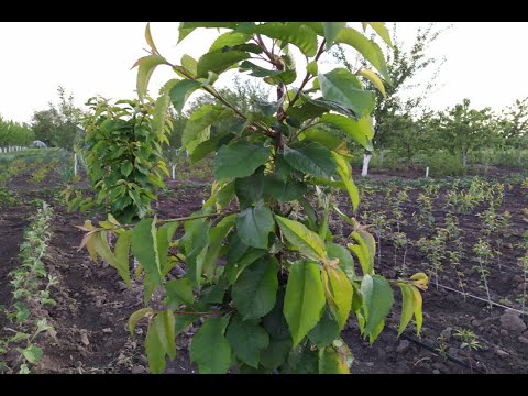 Видео: Отгибание ветвей. Продолжаем формировку черешни система Столбчатая моноось. Cherry mono-axis system.
