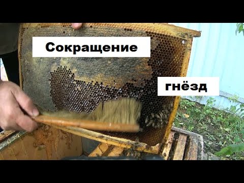 Видео: Сокращение пчелиных гнёзд в холодную погоду 17 октября