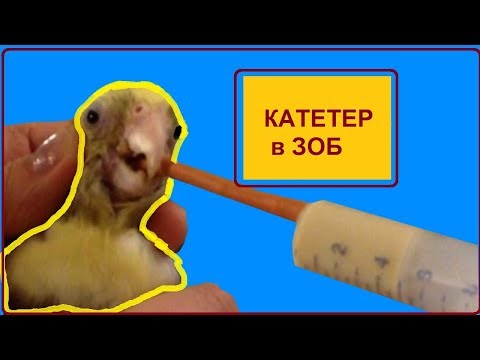 Видео: Как принудительно кормить попугая. Трубка для кормления попугая напрямую в зоб. Инструкция