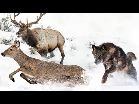 Видео: Волк-одиночка в деле! На что способен командный хищник БЕЗ стаи?
