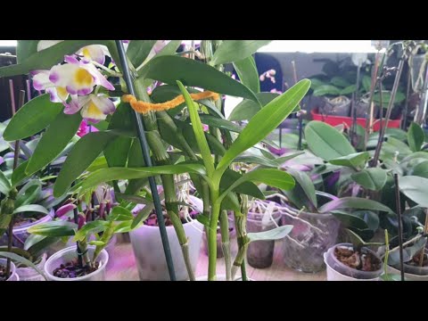 Видео: Уход за орхидеей Дендробиум Нобиле /холодного содержания/#1