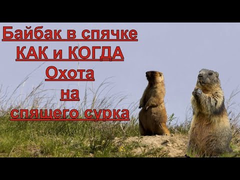 Видео: Байбак в Спячке! КАК и КОГДА? Охота на спящего сурка.