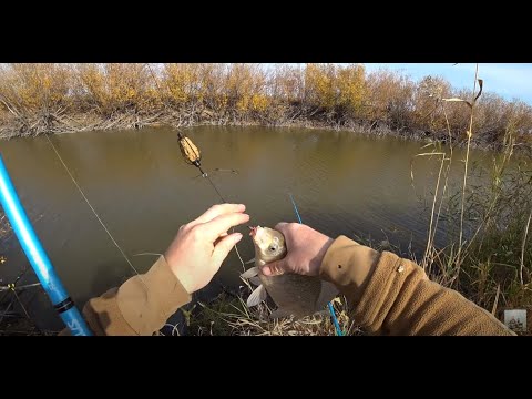 Видео: Мои вершинки снова гнуло и трепало. Четыре ведра на фидер. Вот это да.