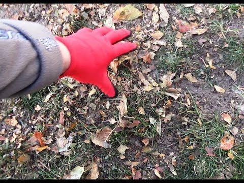 Видео: Газонокосилка и опавшие листья #газонокосилка