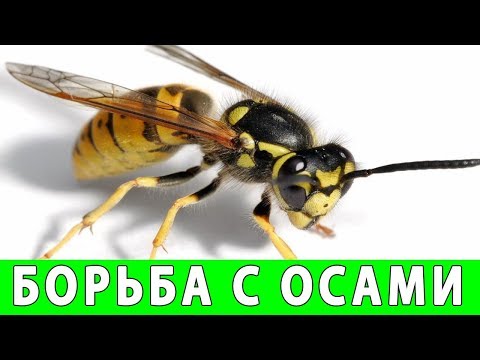 Видео: КАК ИЗБАВИТЬСЯ ОТ ОС НА ДАЧЕ
