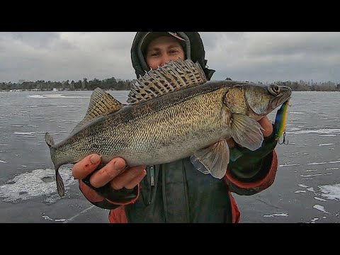 Видео: ⚠️Сосни 2024р.⚠️ Ловимо Судака на Віби в приглядку!