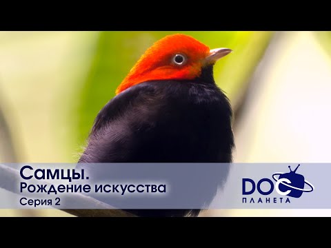 Видео: Самцы - Фильм 2. Рождение искусства - Документальный фильм