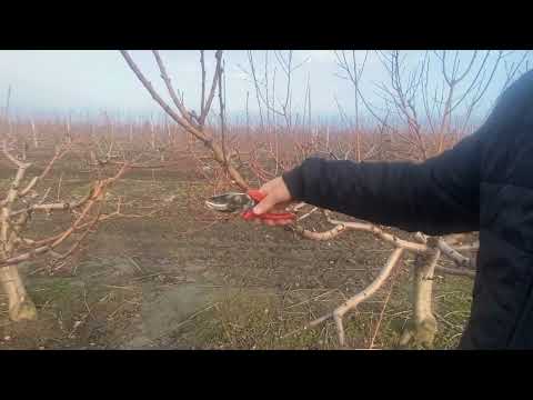 Видео: Обрізка 4-ох річного персика чашею, сорт Флемінг Фюрі Пф-15