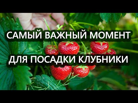 Видео: Как подготовить грядку для осенней посадки клубники! Очень важные моменты!