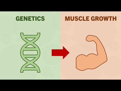 Видео: Насколько генетика влияет на рост мышц?