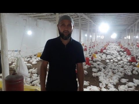 Видео: МАНА СИЗГА БРОЛЕР БОКИШ СИРЛАРИ ХАКИДА МАЛУМОТ