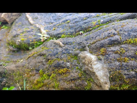 Видео: Золото из Кварцевой ЖИЛЫ