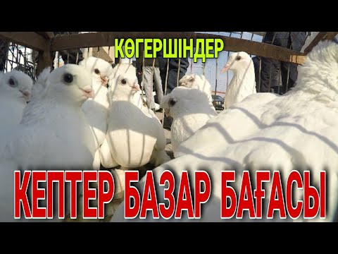 Видео: КЕПТЕР БАЗАР БАҒАСЫ. КӨГЕРШІНДЕР. ТҮРКІСТАН. 20.02.2020 Ж.