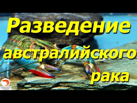 Видео: Почему не рекомендую разводить австралийского рака в аквариуме