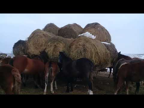 Видео: Содержание ЛОШАДЕЙ зимой.