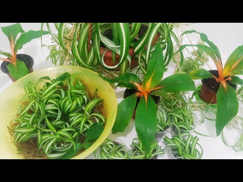 Видео: Комнатные цветы| Мои хлорофитумы
