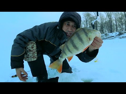 Видео: КОНИ-ОКУНИ не ЛЕЗУТ в ЛУНКУ | ЛЕСКИ РВУТСЯ-УДОЧКИ ГНУТСЯ