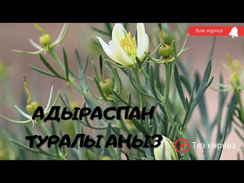 Видео: АДЫРАСПАН туралы аңыз/ адыраспан атауы қайдан шыққан БІЛЕ ЖҮРІҢІЗ