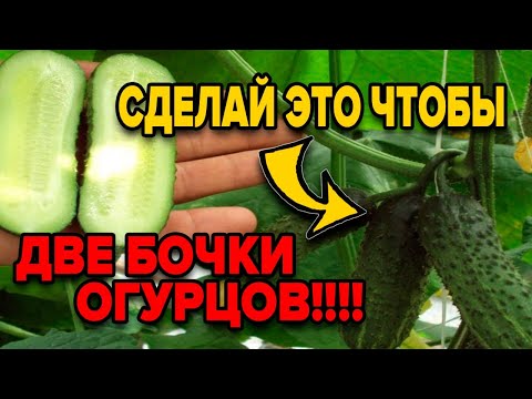 Видео: КАК ПРАВИЛЬНО ФОРМИРОВАТЬ ОГУРЦЫ? ПАРТЕНОКАРПИЧЕСКИЕ ОГУРЦЫ. ЧТО ЭТО?