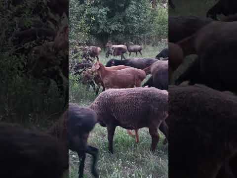 Видео: Кто как к зиме готовится.