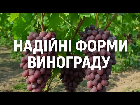 Видео: Надійні сорти винограду, що не тріскають після дощу. 