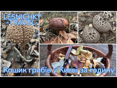 Видео: Кошик грибів у Києві за годину