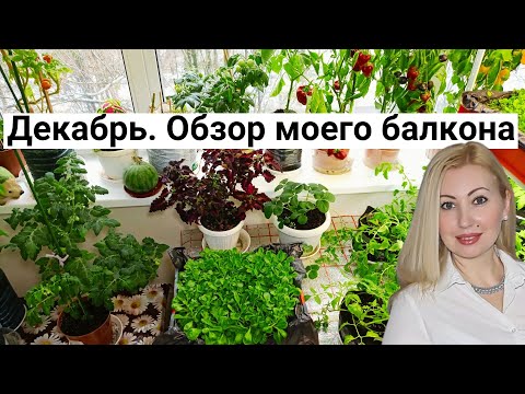 Видео: Мой Зелёный Оазис Зимой! Выращиваю Помидоры, Перец, Арбуз, Салаты. Обзор Огорода на Балконе 2023
