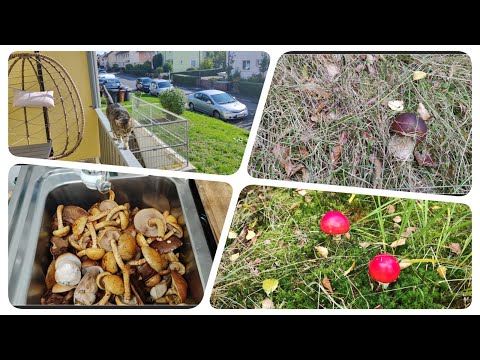 Видео: Как у себя дома🐈/ Тихая охота / Много грибов🍄‍🟫🍄