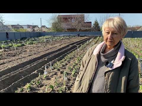 Видео: Пересадка лилейников весной / Сад Ворошиловой