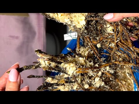 Видео: Распаковка посылки с пионами от разных продавцов N2 2024