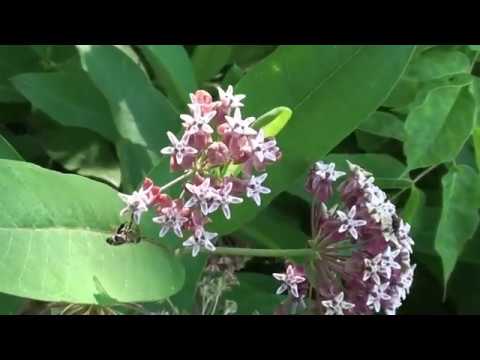 Видео: Качаем мёд с ваточника во время цветения белой акации 12 июля.