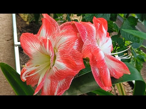 Видео: 08.08.23.Дача.Гиппеаструм расцвел в теплице..Гладиолусы пустили стрелки.