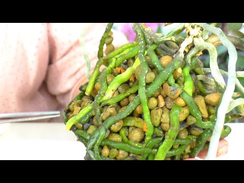 Видео: Как отделить деток орхидеи и посадить их в новый горшок?