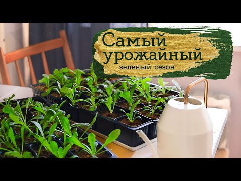 Видео: Зеленый сезон 2022 | Masherisha