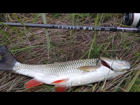 Видео: Декілька нарізок кадрів з тестування nissin ares lester yume aji gvx 504 при ловлі головня.