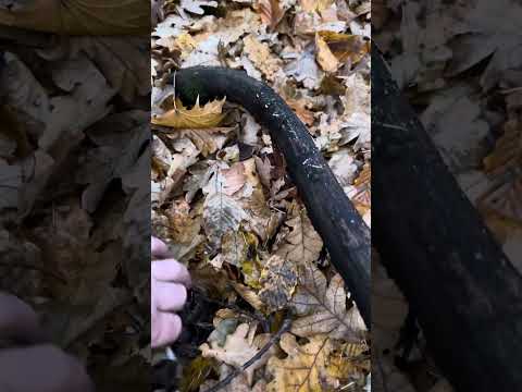 Видео: Вийшов на рядовки в ліс. В лісника роботи багато. Як можу так за дрова поможу, де саджу там ріжу. 