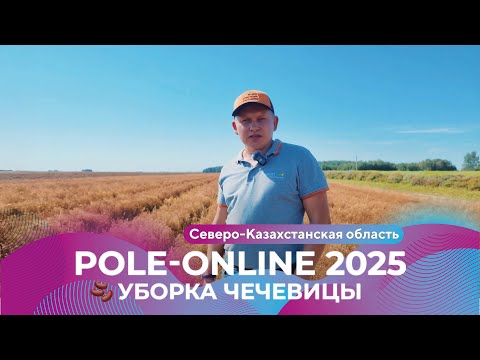 Видео: Уборка чечевицы в Северо-Казахстанской области | Pole-Online 2025 #чечевица